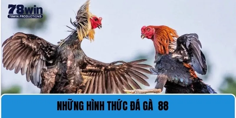 Giới thiệu từng hình thức trực tiếp đá gà 88